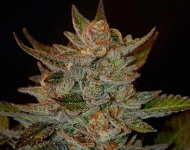 G13 Labs - Blue OG cannabis seed