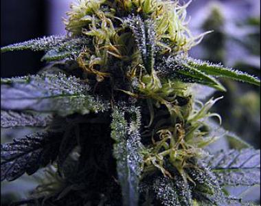 G13 Labs - Blue Venom cannabis seed