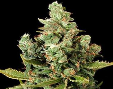 G13 Labs - Mozzarella cannabis seed