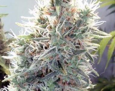 G13 Labs - C99 cannabis seed