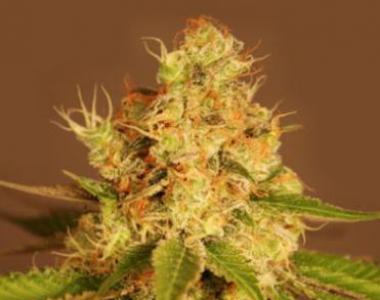G13 Labs - Diesel Auto cannabis seed