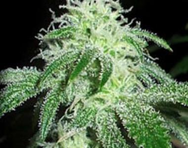 G13 Labs - Gigabud cannabis seed