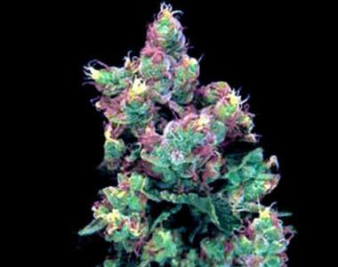 G13 Labs - Midnight Kush cannabis seed