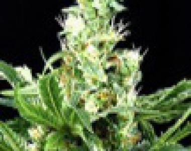 G13 Labs - NL Automatic cannabis seed