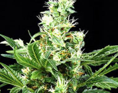 G13 Labs - Northern Lights X Skunk cannabis seed