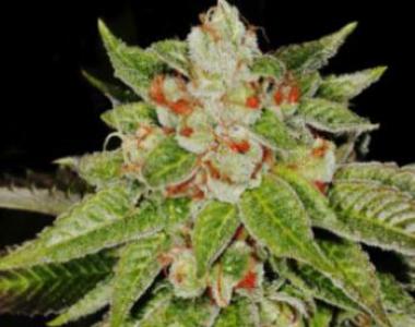 G13 Labs - OG13 cannabis seed