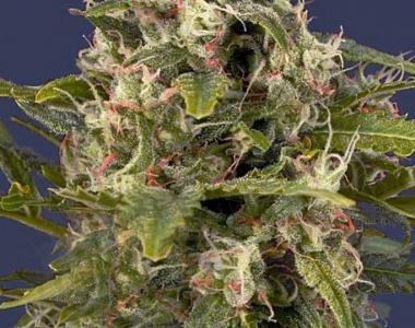 G13 Labs - Pineapple Express Auto cannabis seed