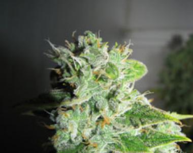 G13 Labs - RAW Diesel cannabis seed