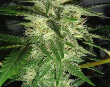 G13 Labs - Skunk #1 cannabis seed