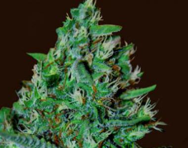 G13 Labs - White Lavender cannabis seed