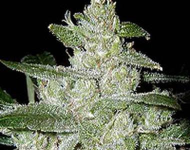 G13 Labs - White Widow cannabis seed