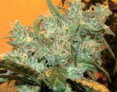 Genehtik Seeds - AK Auto Goxuak cannabis seed