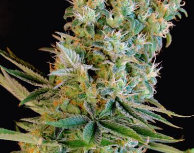 Genehtik Seeds - Amnesia Bilbo cannabis seed