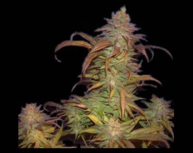 Genehtik Seeds - Buruandi (Blockhead) cannabis seed