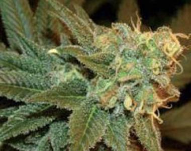 Genehtik Seeds - Ese T. Bilbo Auto cannabis seed