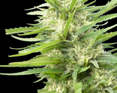 Genehtik Seeds - Kritikal Bilbo x AK-47 cannabis seed