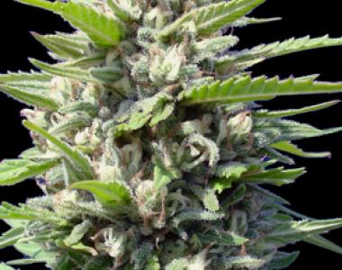 Genehtik Seeds - Northern Lights Auto cannabis seed
