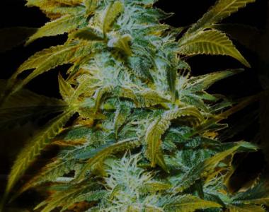 Genehtik Seeds - Super Silver Bilbo cannabis seed
