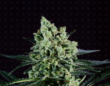 Genofarm Seeds - Best Mango cannabis seed