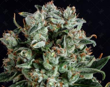 Genofarm Seeds - Big Shark cannabis seed