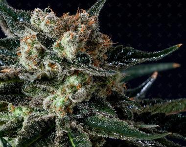 Genofarm Seeds - Black Diesel cannabis seed