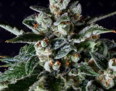 Genofarm Seeds - Thunder Haze Auto cannabis seed
