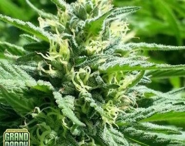 Grand Daddy Purp - Bay Berry cannabis seed