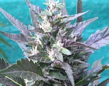Grand Daddy Purp - Bay Lotus cannabis seed