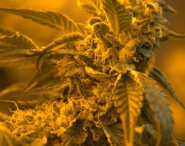 Grand Daddy Purp - Grandpa Larry cannabis seed
