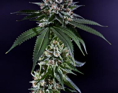 Grand Daddy Purp - Kens Kush cannabis seed