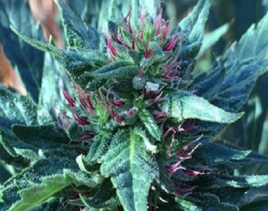 Grand Daddy Purp - Snowcap cannabis seed