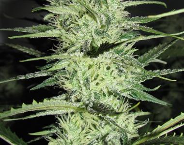 Green Label - Ace Silver Haze cannabis seed