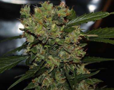 Green Label - Automatic Mega Bud cannabis seed