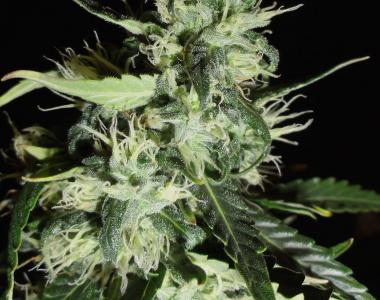 Green Label - Automatic Widow cannabis seed