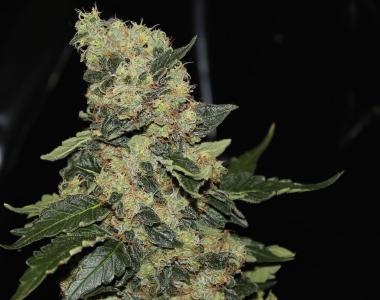 Green Label - Berry Delight cannabis seed