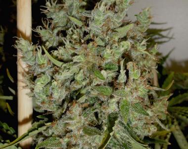 Green Label - Big Jack cannabis seed