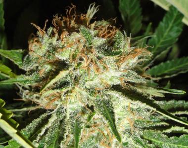 Green Label - Everest Bud cannabis seed