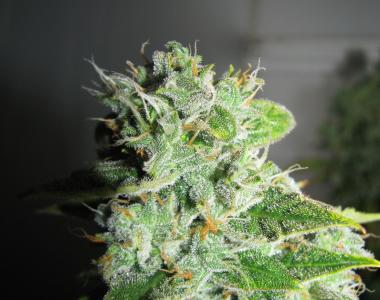 Green Label - Frosty Kush cannabis seed