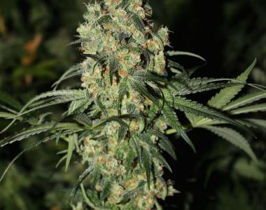 Green Label - Killer White cannabis seed