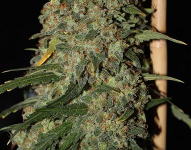 Green Label - Easy Skunk cannabis seed