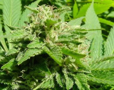 Green Label - White Fruit cannabis seed