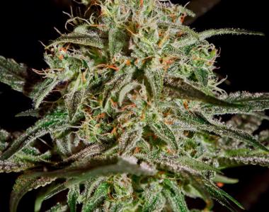 Green House Seeds - AMS cannabis seed