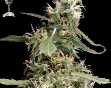 Green House Seeds - Arjan Ultra Haze 1 cannabis seed