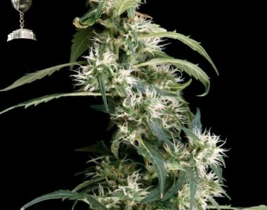 Green House Seeds - Arjan Ultra Haze 2 cannabis seed
