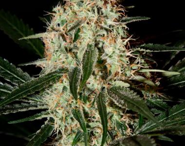 Green House Seeds - Arjans Haze 3 cannabis seed