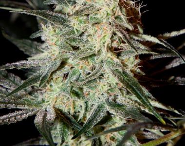 Green House Seeds - Arjans Strawberry Haze cannabis seed