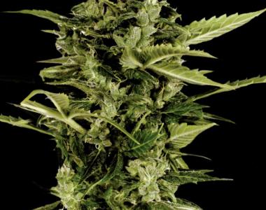 Green House Seeds - Bomb Auto cannabis seed