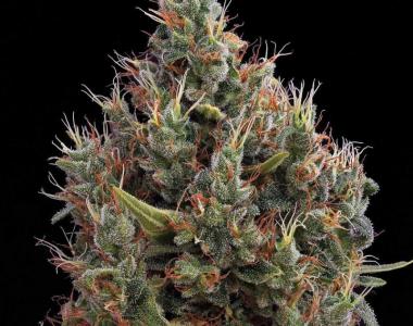 Green House Seeds - Big Bang Auto cannabis seed