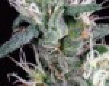 Green House Seeds - Big Bang cannabis seed