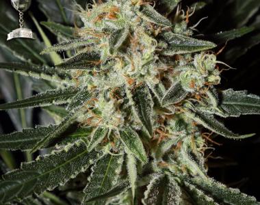 Green House Seeds - Cheese cannabis seed